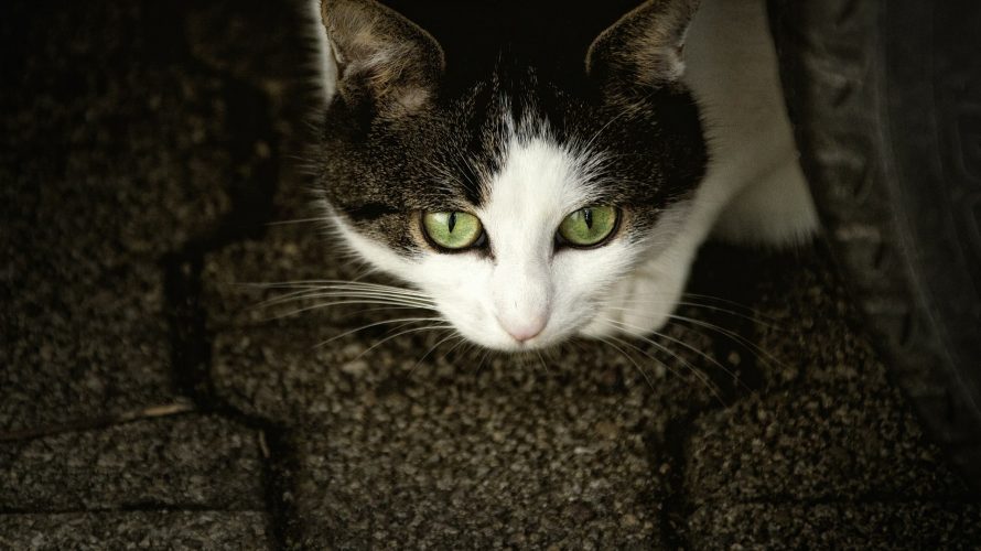 「雨の中の猫」 アーネスト・ヘミングウェイ
