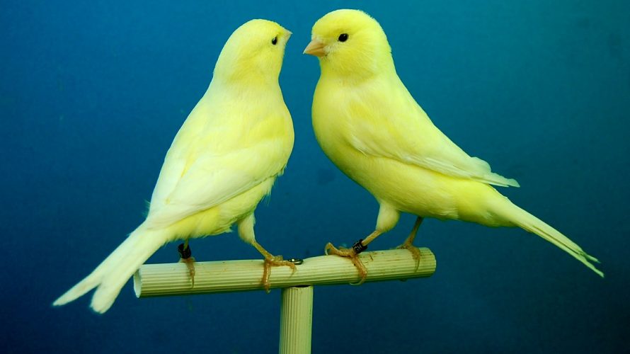 「贈り物のカナリア」が読まれていない・・・